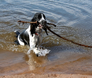 Amerykański spaniel dowodny, Aport