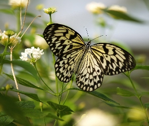 Kwiatuszki, Leuconoe, Idea, Motyl, Polne