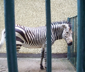 Zebra, Klatka