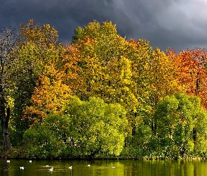Jesień, Kaczki, Rzeka, Drzewa