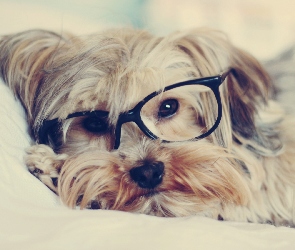 Okulary, Yorkshire Terrier, Pies