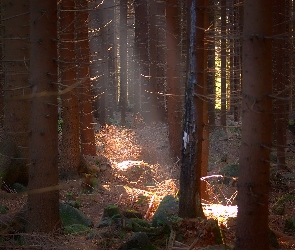 Światło, Promień, Las, Drzewa