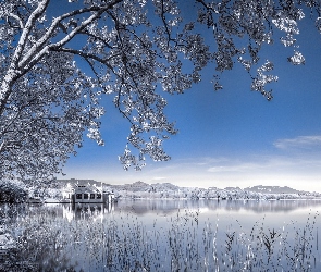 Jezioro, Zima, Drzewa