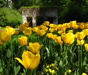 Żółte, Altana, Tulipany