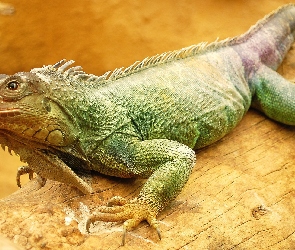 Kolorowa, Iguana