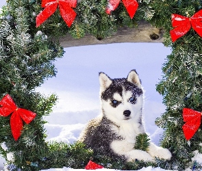 Zima, Wianek, Siberian Husky