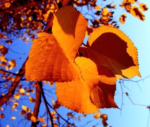 Jesień, Liście, Żółte, Drzewo
