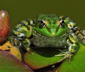 Nenufaru, Pąk, Zielona, Żaba