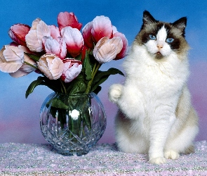 Kwiaty, Wazon, Piękny, Kot