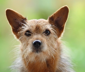 Norwich terrier, Piesek