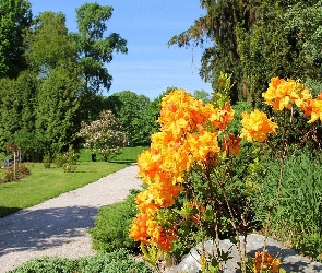 Kwiaty, Pomarańczowe, Park, Latem
