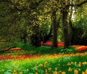 Park, Tulipany, Drzewa