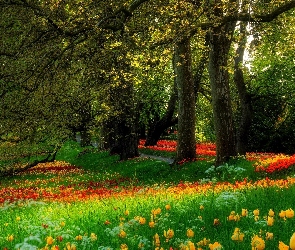 Drzewa, Tulipany, Park
