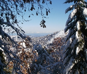 Góry, Śnieg, Drzewa