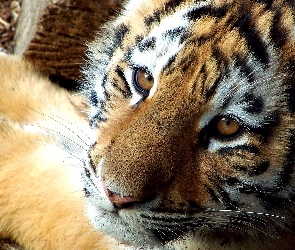 Tygrys, Pysk