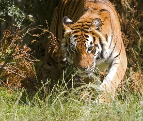 Się, Tygrys, Skradający