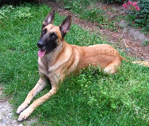 leżący, Owczarek belgijski Malinois