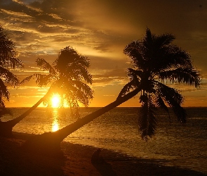 Słońca, Plaża, Morze, Palmy, Zachód