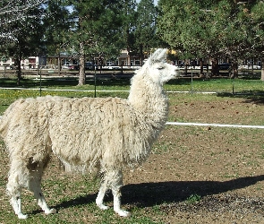 Lama, ZOO, Zagroda