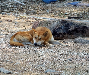 Piesek, Kamyczki, Jindo