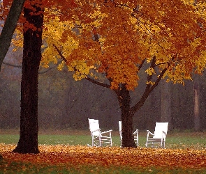 Krzesła, Białe, Jesień, Drzewa