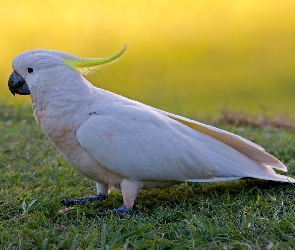Kakadu, Biała