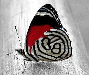 Piękny, Motyl, Kolorowy