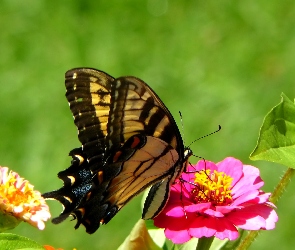 Motyl, Kwiat