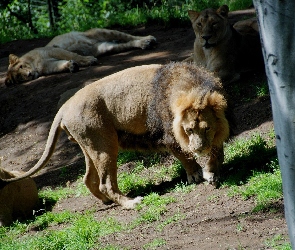 Wybieg, Zoo, Lwy