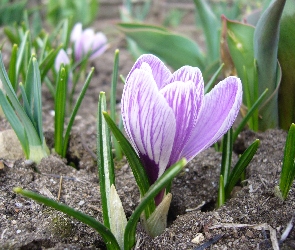 Fioletowy, Ziemia, Krokus