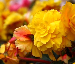 Żółte, Rabatowe, Kwiaty
