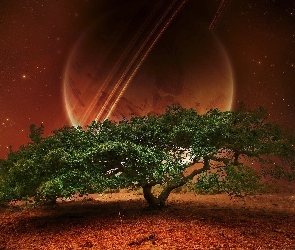 Planeta, Gwiazdy, Drzewo