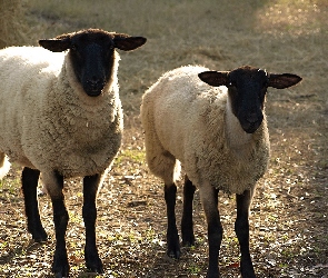 Dwie, Runo, Białe, Owce
