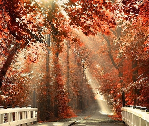 Jesień, Światło, Droga, Most
