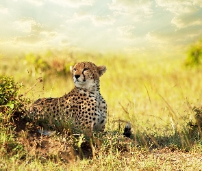Trawy, Gepard