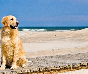 Pies, Piasek, Molo, Plaża