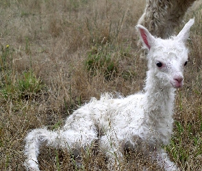 Malutka, Lama