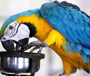 Papuga, Ara, Jedzenie