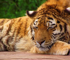Odpoczynek, Zieleń, Tygrys