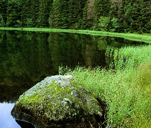 Las, Trawa, Jezioro, Kamień