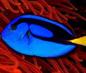 Ryba, Blue Tang