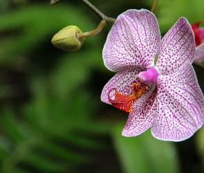 Orchidea, Storczyk