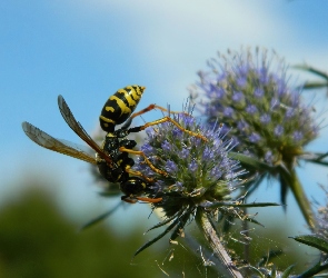 Kwiaty, Pszczoła