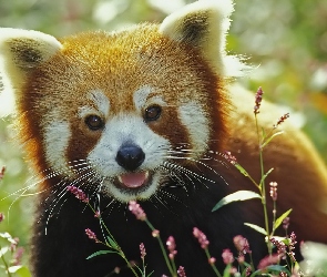 Czerwona, Pandka ruda, Panda