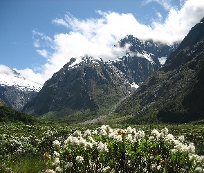Nowa Zelandia, Park Narodowy Fiordland, Góry, Kwiatki