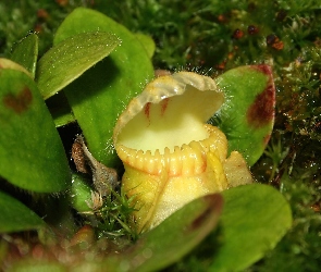 Roślina, Owadożerna