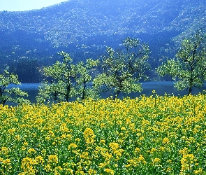 Góra, Jezioro, Łąka, Wysokość, Trawa, Drzewa, Kwiatki