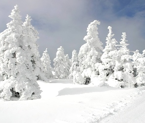 Drzewa, Śnieg