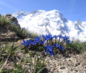 Góry, Goryczka Alpejska, Kwiaty