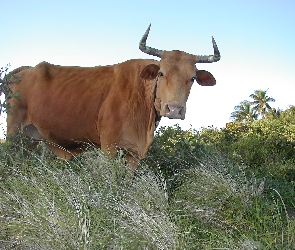Krowa, Brązowa